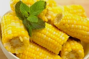Artikel kali ini membahas mengenai beberapa manfaat jagung yang ternyata sangat baik untuk Kesehatan tubuh.
