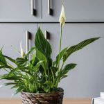 Artikel kali ini membahas mengenai beberapa tanaman untuk menyerap asap termasuk asap rokok yang harus ada dirumah orang perokok.