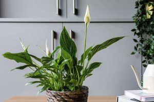 Artikel kali ini membahas mengenai beberapa tanaman untuk menyerap asap termasuk asap rokok yang harus ada dirumah orang perokok.