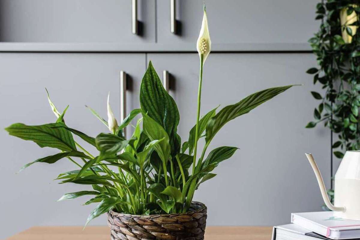 Artikel kali ini membahas mengenai beberapa tanaman untuk menyerap asap termasuk asap rokok yang harus ada dirumah orang perokok.