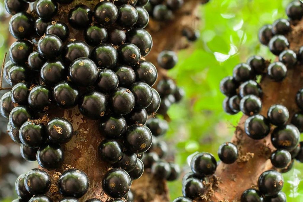 Artikel kali ini membahas mengenai deretan buah-buah unik yang mungkin hanya bisa Anda temukan di negara asalnya.