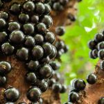 Artikel kali ini membahas mengenai deretan buah-buah unik yang mungkin hanya bisa Anda temukan di negara asalnya.